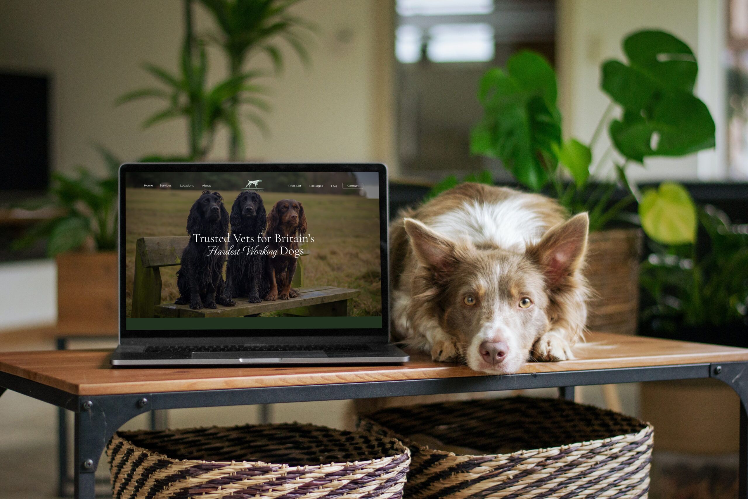 Website Design Project